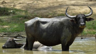 Su buffalos yenilemeleri. Kadın ve buzağı su Buffalo Sri Lanka havuzda yüzme. Sri Lanka vahşi su aygırı (Bubalus arnee migona),