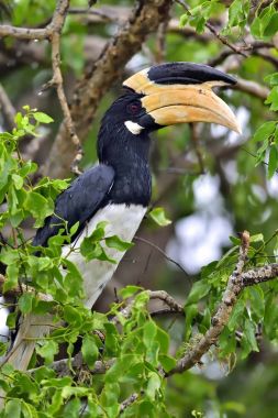 Malabar alaca Kartallar