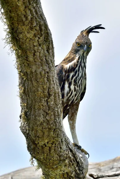 Oiseau prédateur sur l'arbre . — Photo