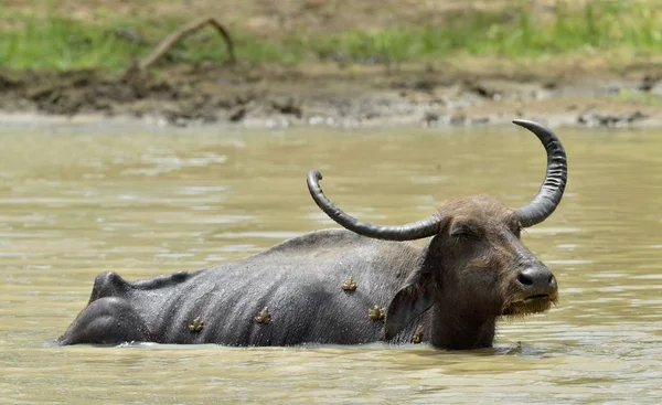 Water Buffalo and frogs — Stock Photo, Image