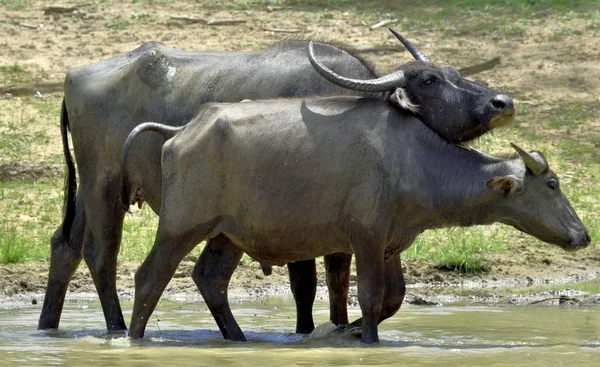 Refreshment of Water buffalos.  Female and  calf of water buffalo bathing in the pond in Sri Lanka. The Sri Lanka wild water buffalo (Bubalus arnee migona),