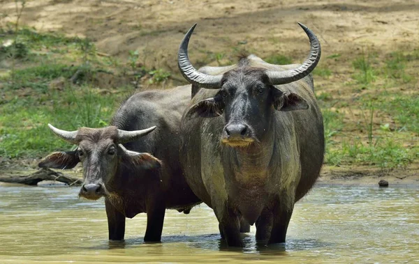 Förfriskning Bevattnar Bufflar Kvinna Och Kalv Vattenbuffel Badar Dammen Sri — Stockfoto