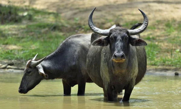 Відновлює Сили Води Buffalos Самки Теля Водний Бізон Купання Ставку — стокове фото