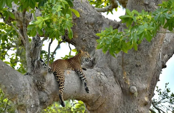 Леопард Дереве Шри Ланкийский Леопард Panthera Pardus Kotiya — стоковое фото