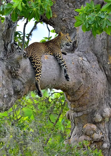 Leopard Egy Ceyloni Leopárd Panthera Pardus Kotiya — Stock Fotó