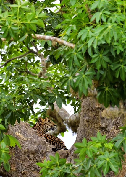 Леопард Дереве Шри Ланкийский Леопард Panthera Pardus Kotiya — стоковое фото