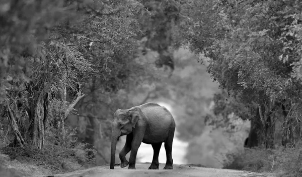Σρι Λάνκα Ελέφαντας Στο Δρόμο Σρι Λάνκα Ελέφαντα Elephas Maximus — Φωτογραφία Αρχείου