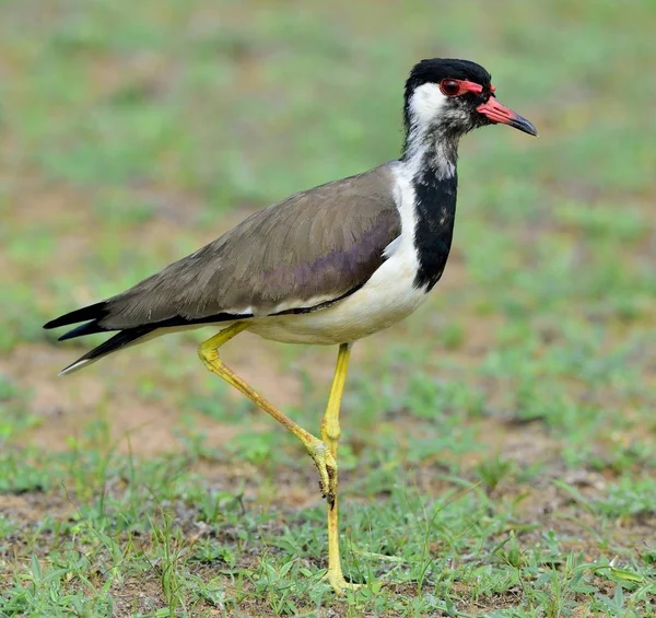 De rood-Lelkraanvogel Kievit — Stockfoto