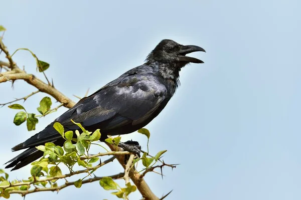 The Indian jungle Crow — стоковое фото