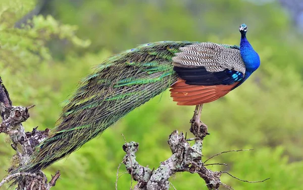 孔雀在树上 美丽的孔雀肖像 印度孔雀或蓝色孔雀 孔雀属 亚拉国家公园 斯里兰卡 — 图库照片