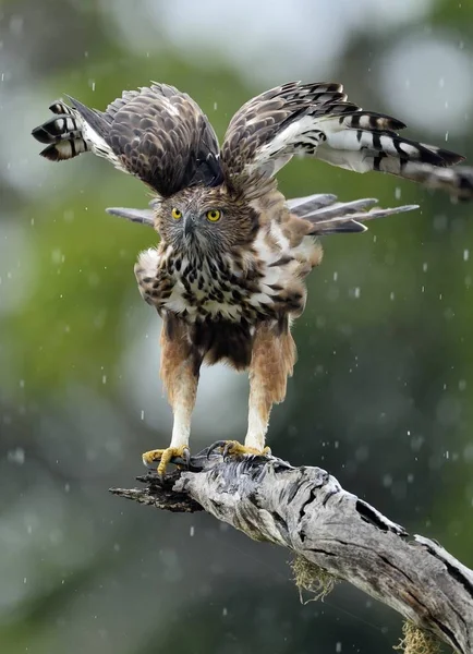 ツリーの鳥を捕食者 変わり鷹鷲や紋付き鷹鷲 Nisaetus Cirrhatus — ストック写真