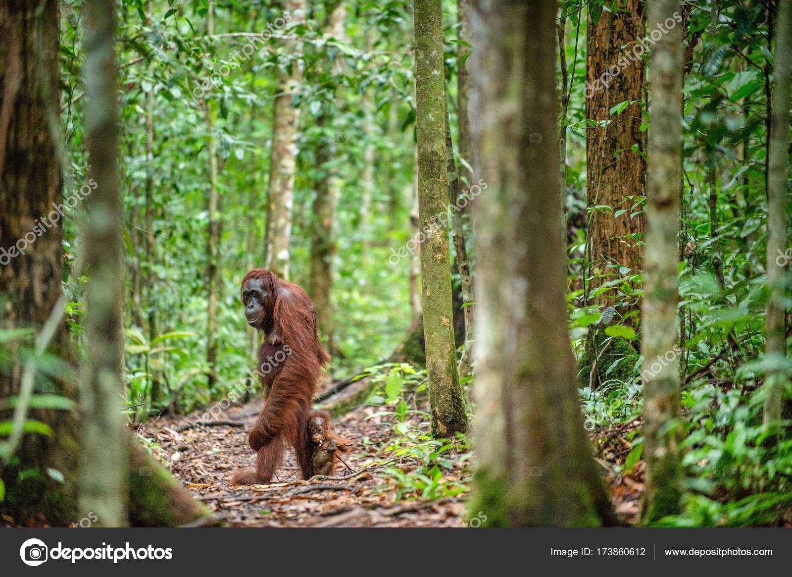 Orangutans Cub Central Bornean Orangutan  Pongo Pygmaeus 