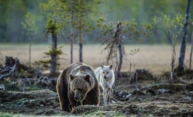 Yaz geceleri kahverengi ayı (Ursus Arctos) ve gri kurt (Canis lupus).