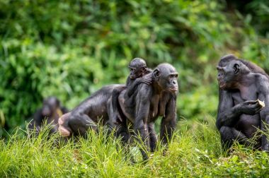 Anne geri doğal yaşam alanı üzerinde bonobo yavrusu. Yeşil doğal arka plan. Bonobo (Pan paniscus), cüce şempanze denir. Kongo. Afrika