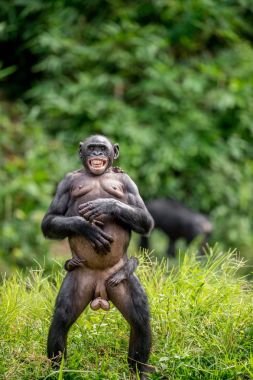 Onun bacakları ve el ayakta Bonobo (Pan paniscus) anne. Bonobo cub arka ile. Mesafe kısa, yakın çekim. Kongo. Afrika