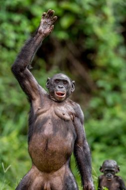 Bonobo (Pan paniscus) anne ile yavrusu ayakta bacaklar ve elinizi kaldırın. Mesafe kısa, yakın çekim. Kongo. Afrika