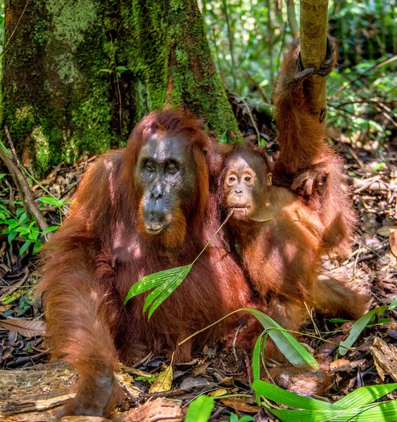 Oranjebruine Baby Moeder Moeder Jong Een Natuurlijke Omgeving Borneaanse Orang — Stockfoto