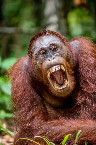 Borneo Orangutan Vahşi Doğada Doğal Yaşam Merkezi Borneo Orangutan Pongo — Stok fotoğraf