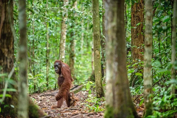 Orangutans Com Filhote Orangotango Bornéu Central Pongo Pygmaeus Wurmbii Habitat — Fotografia de Stock
