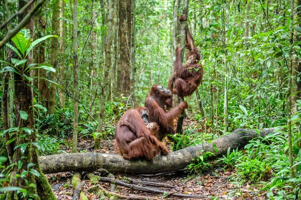 새끼와 오랑우탄입니다 지에서 오랑우탄 Pongo Pygmaeus Wurmbii 보르네오의 우림에서 자연입니다 — 스톡 사진