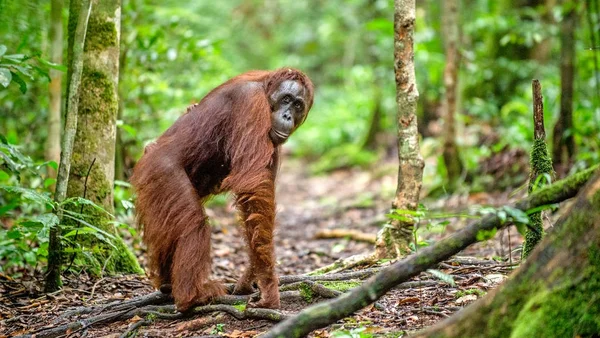 Orangután Borneano Naturaleza Salvaje Orangután Borneano Central Pongo Pygmaeus Wurmbii — Foto de Stock