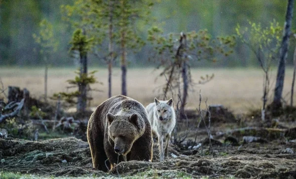 Urso Castanho Ursus Arctos Lobo Cinzento Canis Lupus Noite Verão — Fotografia de Stock