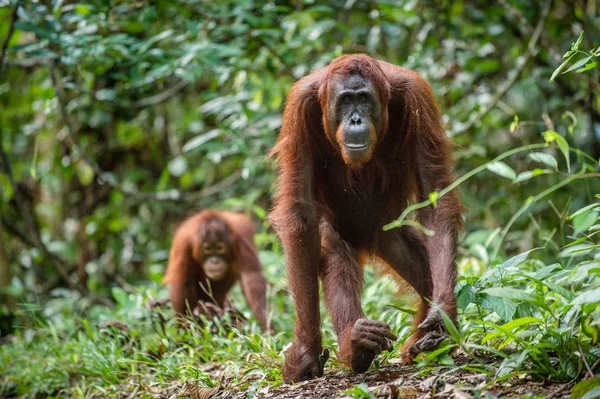 Bornejský Orangutan Divoké Přírodě Střední Bornejský Orangutan Pongo Trpasličí Wurmbii — Stock fotografie