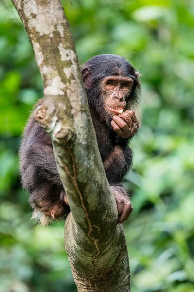 Nahaufnahme Porträt Eines Bonobo Jungtieres Auf Dem Baum Natürlichem Lebensraum — Stockfoto
