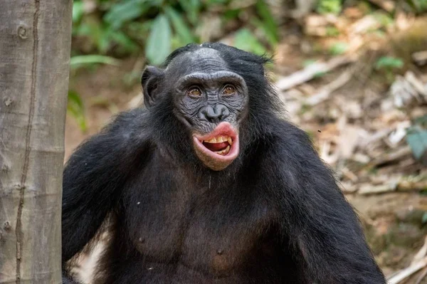 Bliska Portret Dorosłych Bonobo Otwartymi Ustami Bonobo Pan Paniscus Kongo — Zdjęcie stockowe