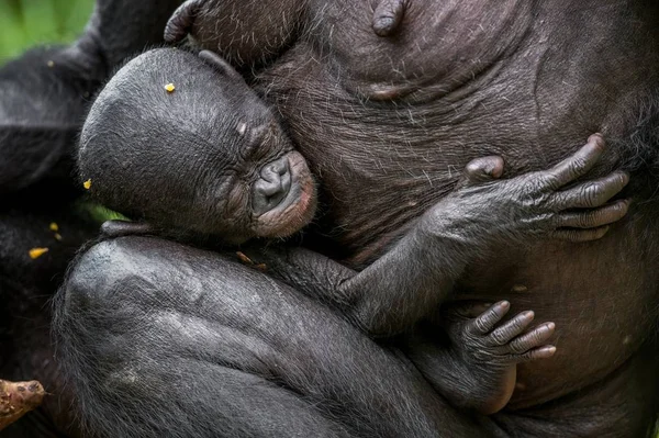 Slapende Cub Chimpansee Bonobo Een Borst Van Zogende Moeder Natuurlijke — Stockfoto