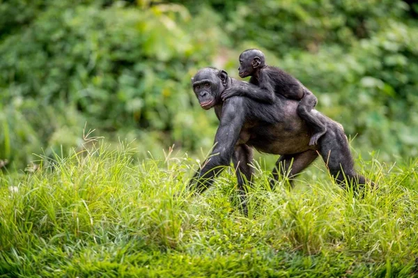 Bonobo Cub Sulla Schiena Della Madre Habitat Naturale Sfondo Naturale — Foto Stock