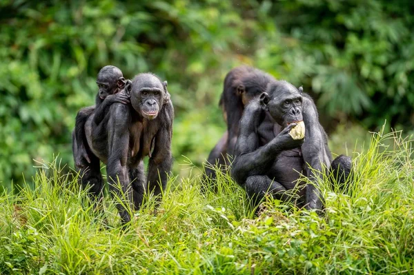 Bonobo Cub Sulla Schiena Della Madre Habitat Naturale Sfondo Naturale — Foto Stock