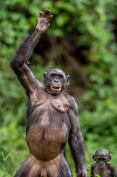 Madre Bonobo Pan Paniscus Con Cachorro Pie Sobre Sus Piernas — Foto de Stock