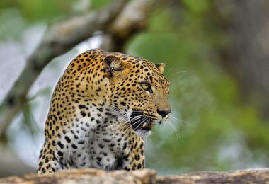 Sri Lankalı leopar erkek