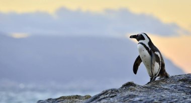 Sahilde Afrika penguen