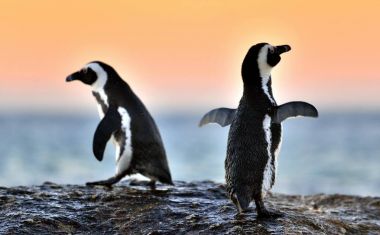 Afrika penguenler (Spheniscus demersus). Güney Afrika