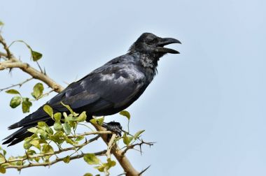 Ağlayan karga. Dalı Hint orman karga (Corvus culminatus). Mavi gökyüzü arka plan