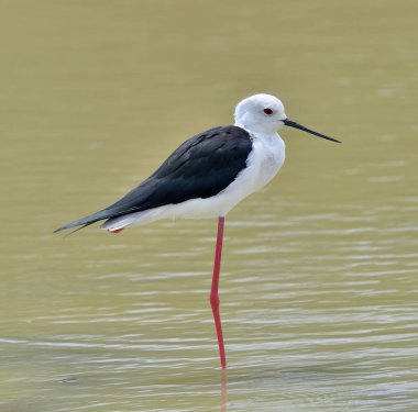 Bayağı uzunbacak Himantopus Himantopus havuzda. Sri Lanka. Yala Milli Parkı