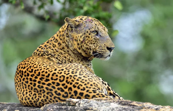 Viejo macho leopardo con cicatrices en la cara — Foto de Stock