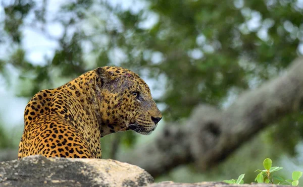 Vieux léopard mâle avec des cicatrices sur le visage — Photo