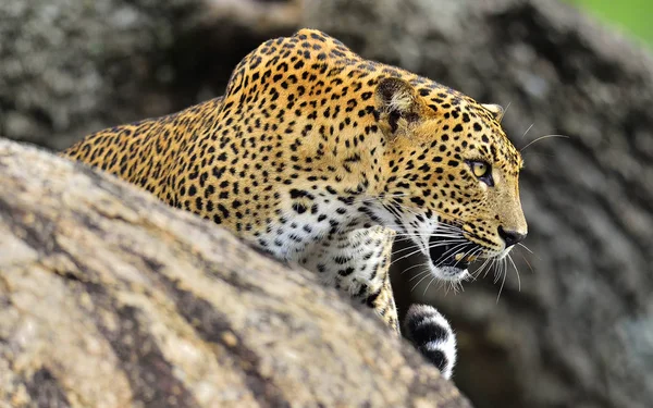 Sri Lankalı leopar erkek — Stok fotoğraf