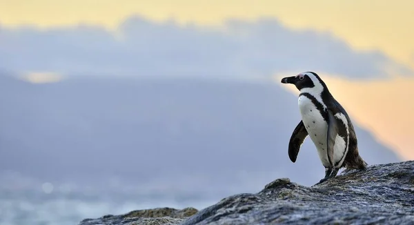 Στην ακτή της Αφρικής penguin — Φωτογραφία Αρχείου