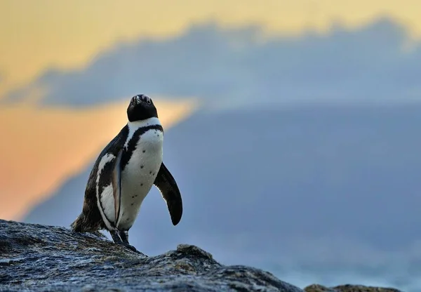 Στην ακτή της Αφρικής penguin — Φωτογραφία Αρχείου