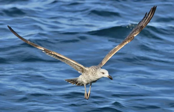 Flying Juvenile Kelp gull — Stock Photo, Image