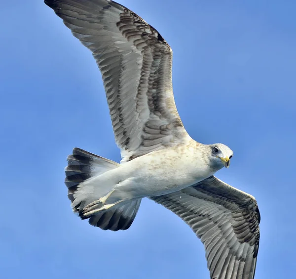 Gaivota de Kelp Juvenil voadora (Larus =us ), — Fotografia de Stock