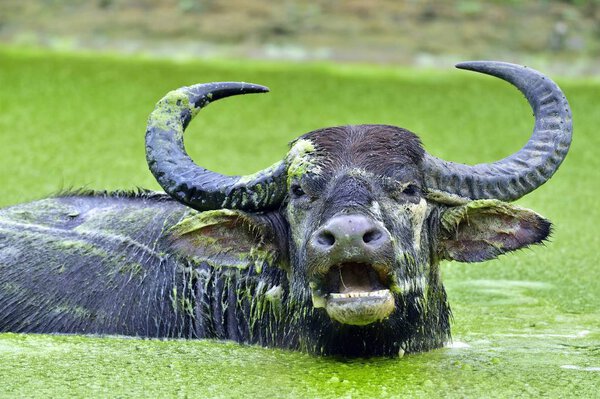 Refreshment of Water buffalo. Male water buffalo bathing in the pond in Sri Lanka. The Sri Lanka wild water buffalo (Bubalus arnee migona)