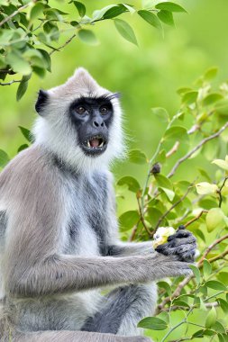 Langur yeme. Closeup portresi Madras gri langur ve Coromandel kutsal langur olarak da bilinen sorguçlu gri langur (Semnopithecus priam), 