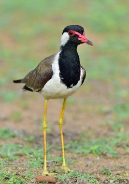 Kırmızı wattled kız kuşu (Vanellus indicus) bir kız kuşu veya büyük cılıbıt olduğunu. Sri Lanka. Yala Milli Parkı