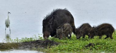 Hint domuzları (Sus scrofa cristatus)