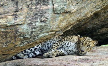 Erkek, Sri Lankalı leopard